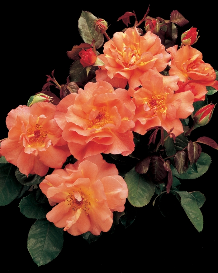 Westerland Climbing Rose - Rosa Climber 'Westerland' from Sloat Gardens