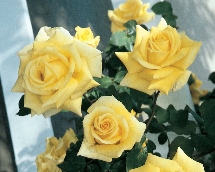 Royal Gold Climbing Rose - Rosa Climber 'Royal Gold' from Sloat Gardens