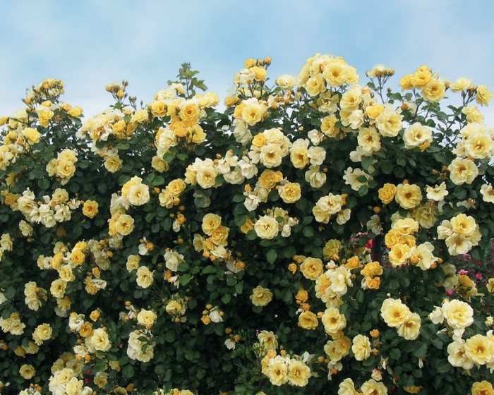 Skys the Limit Climbing Rose - Rosa Climber 'Skys the Limit' from Sloat Gardens