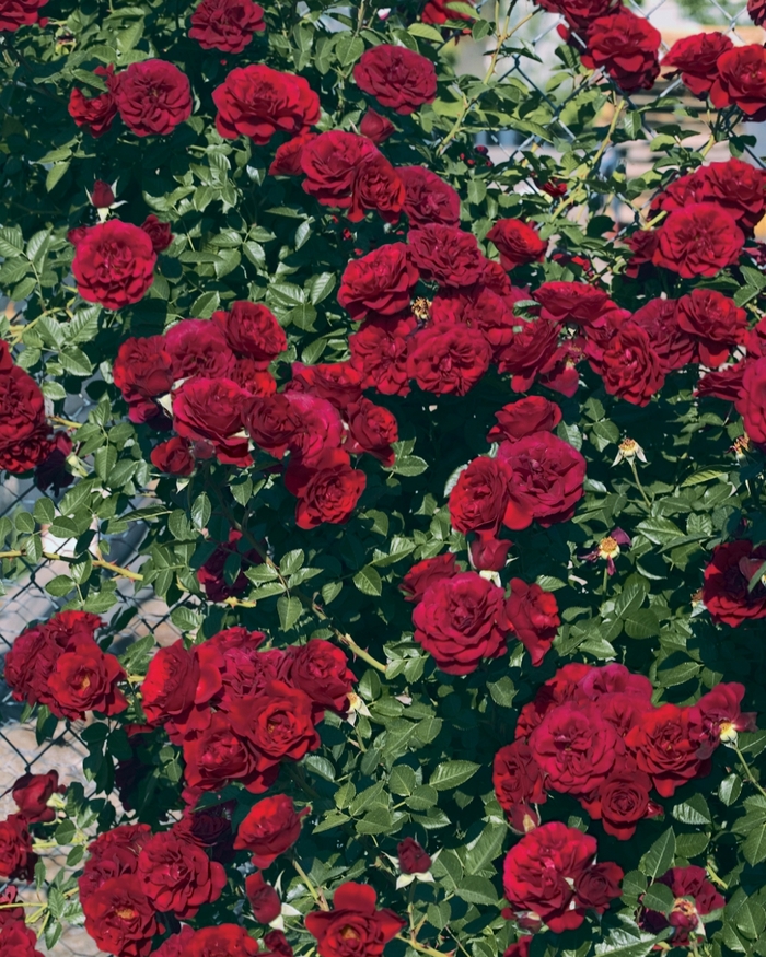 Valentines Day Climbing Rose - Rosa Climber 'Valentines Day' from Sloat Gardens