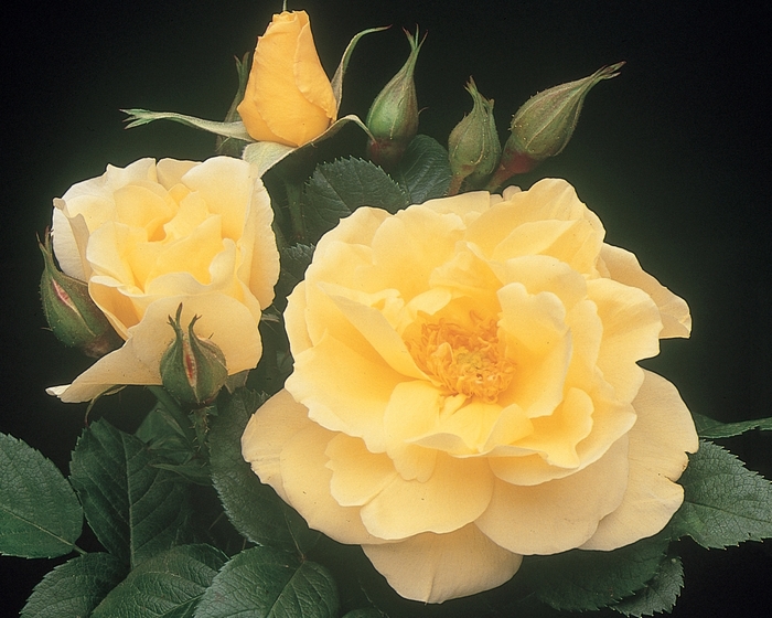 Topaz Jewel Rose - Rosa Rugosa 'Topaz Jewel' from Sloat Gardens