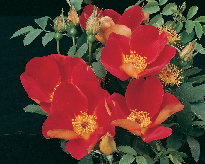 Austrian Copper Rose - Rosa foetida 'Austrian Copper' from Sloat Gardens