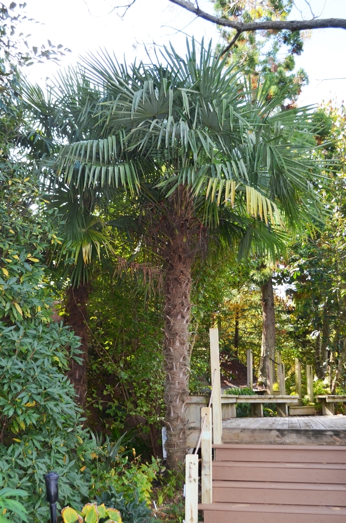 Windmill Palm - Trachycarpus fortunei from Sloat Gardens Windmill Palm - Trachycarpus fortunei from Sloat Gardens