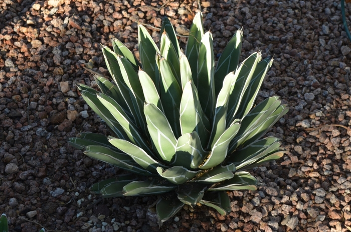 Queen Victoria Agave - Agave victoria-reginae from Sloat Gardens