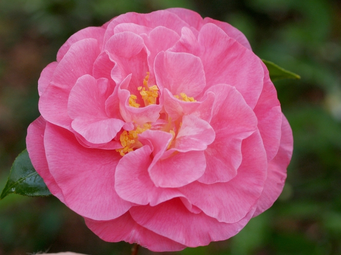 Marie Bracey Camellia - Camellia japonica 'Marie Bracey' from Sloat Gardens