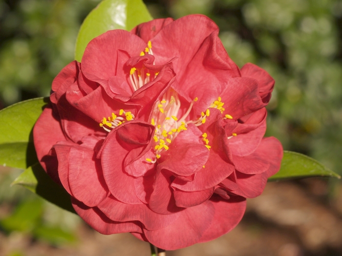 Camellia Mrs. Charles Cobb - Camellia japonica 'Mrs. Charles Cobb' from Sloat Gardens