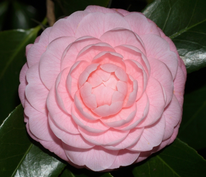 Camellia - Camellia japonica 'Pink Perfection' from Sloat Gardens