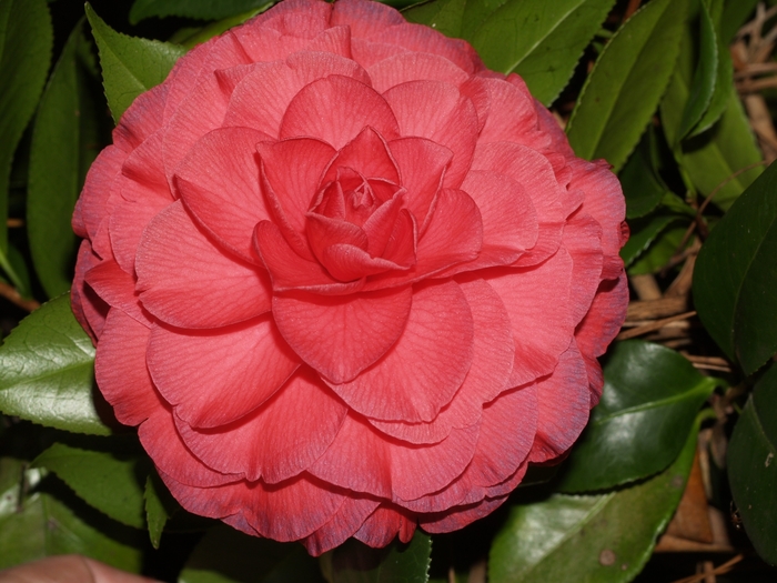 Camellia Nuccio's Bella Rosa - Camellia japonica 'Nuccio's Bella Rossa' from Sloat Gardens