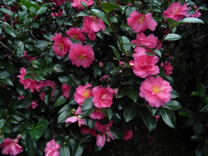Shishi-Gashira Camellia - Camellia hiemalis 'Shishi-Gashira' from Sloat Gardens