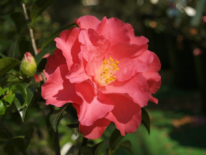 Coral Delight Camellia - Camellia 'Coral Delight' from Sloat Gardens