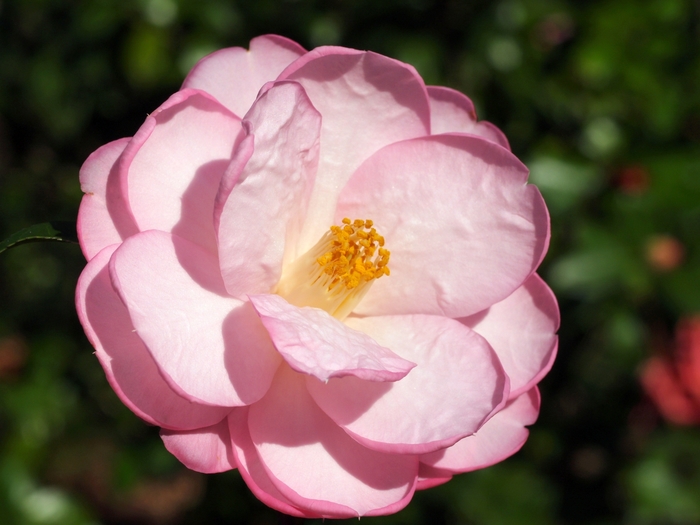 Taylor's Perfection Camellia - Camellia 'Taylor's Perfection' from Sloat Gardens