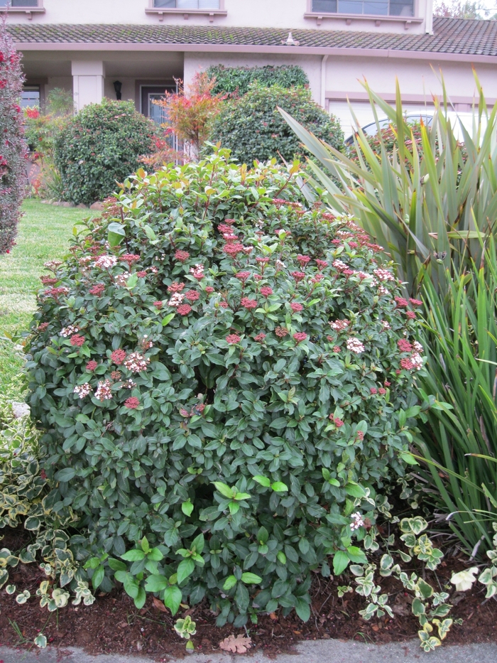 Viburnum - Viburnum tinus 'Spring Bouquet' from Sloat Gardens