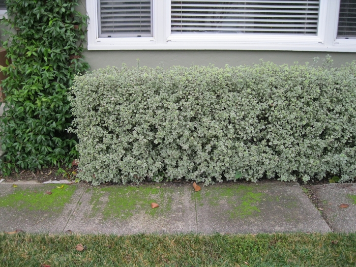Marjorie Channon Pittosporum - Pittosporum tenuifolium 'Marjorie Channon' from Sloat Gardens