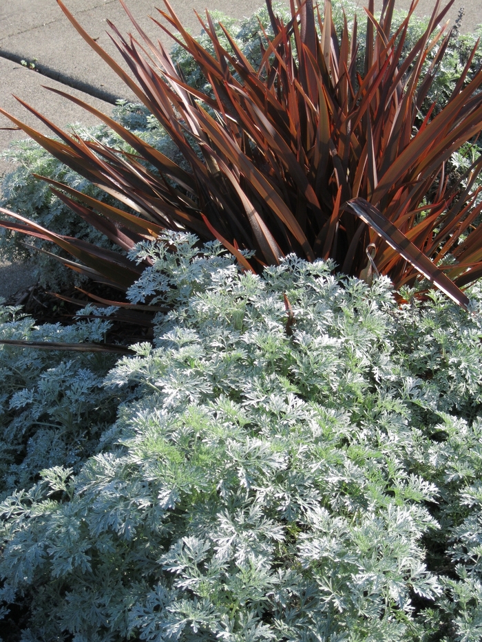 Powis Castle Artemesia - Artemesia 'Powis Castle' from Sloat Gardens