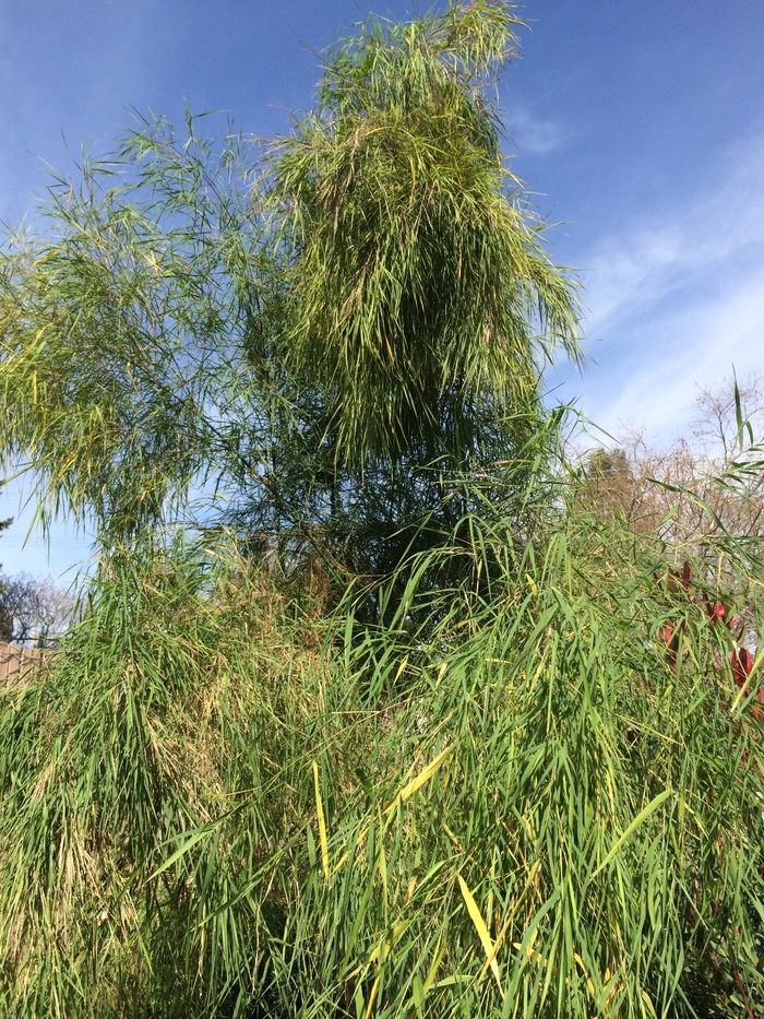 Mexican Weeping Bamboo - Otatea acuminata from Sloat Gardens