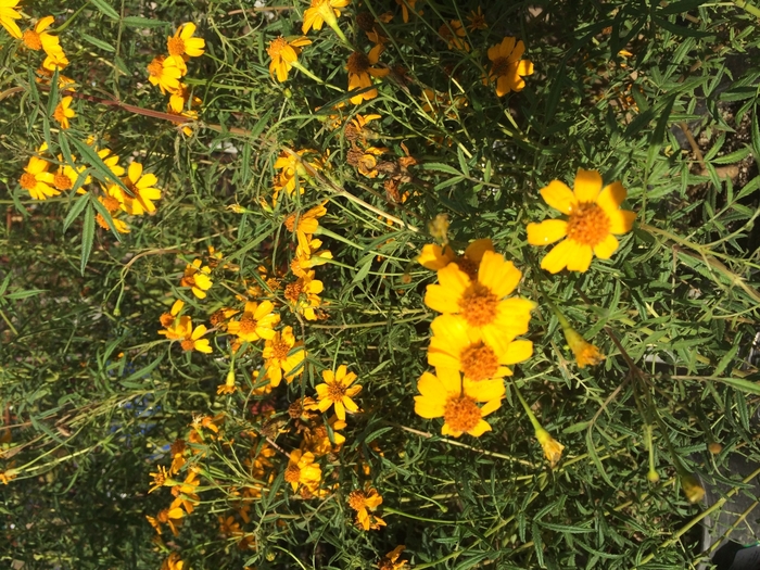 Mexican Bush Marigold - Tagetes lemmonii from Sloat Gardens