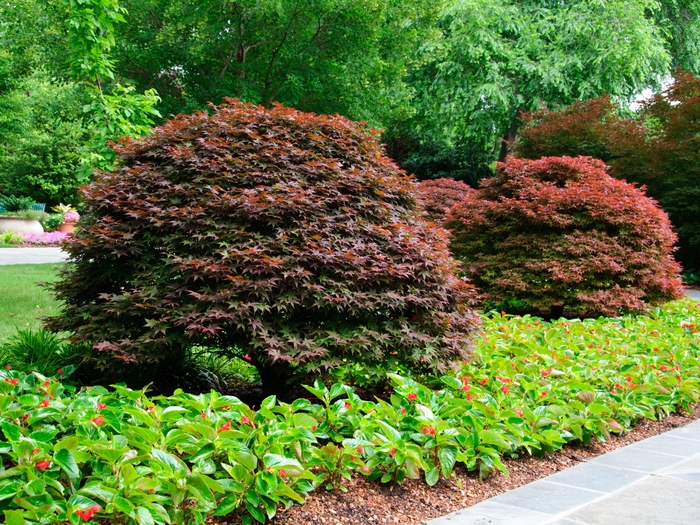 Japanese Maple - Acer palmatum 'Rhode Island Red' from Sloat Gardens