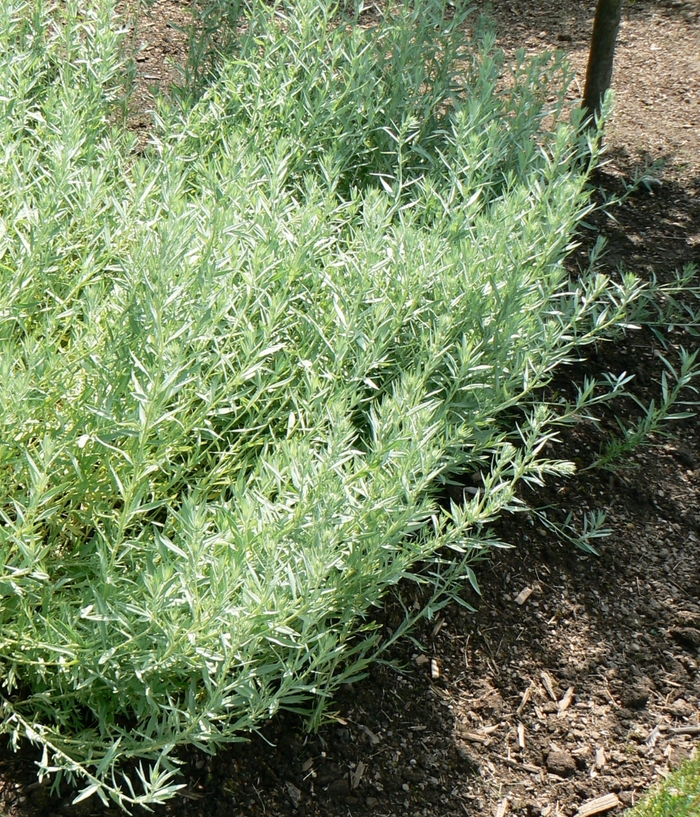 Silver Sagebrush - Artemisia ludoviciana from Sloat Gardens
