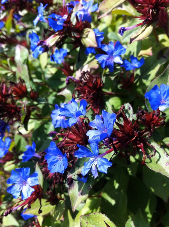 Leadwort - Ceratostigma plumbaginoides from Sloat Gardens