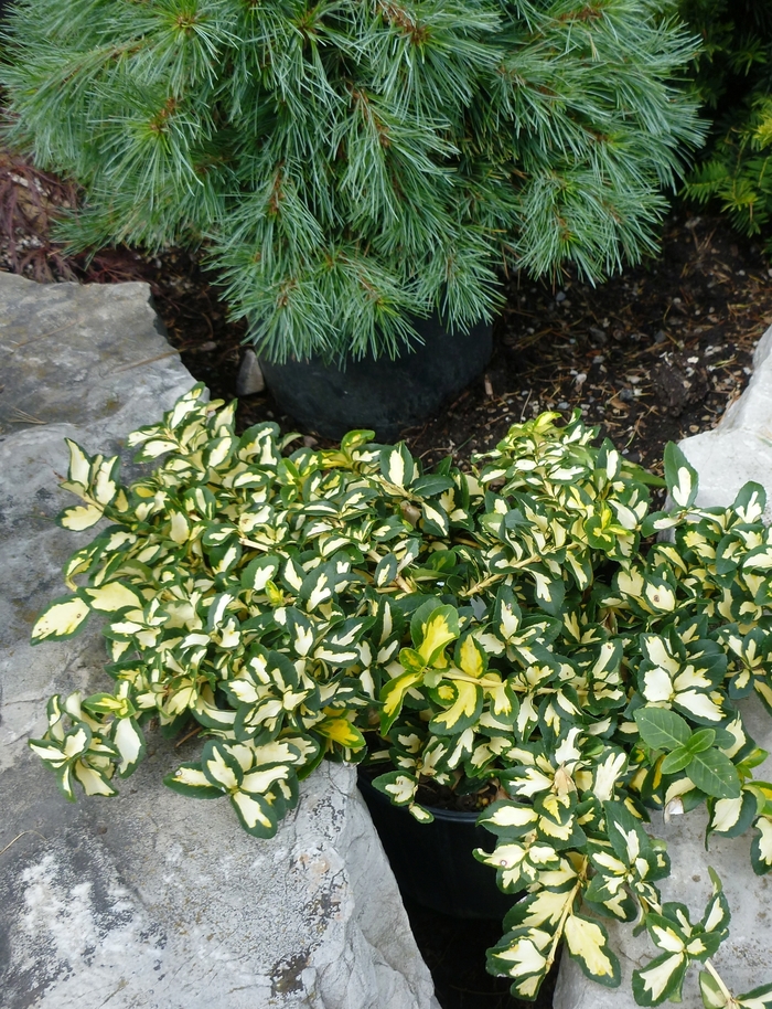 Moonshadow Euonymus - Euonymus fortunei 'Moonshadow' from Sloat Gardens