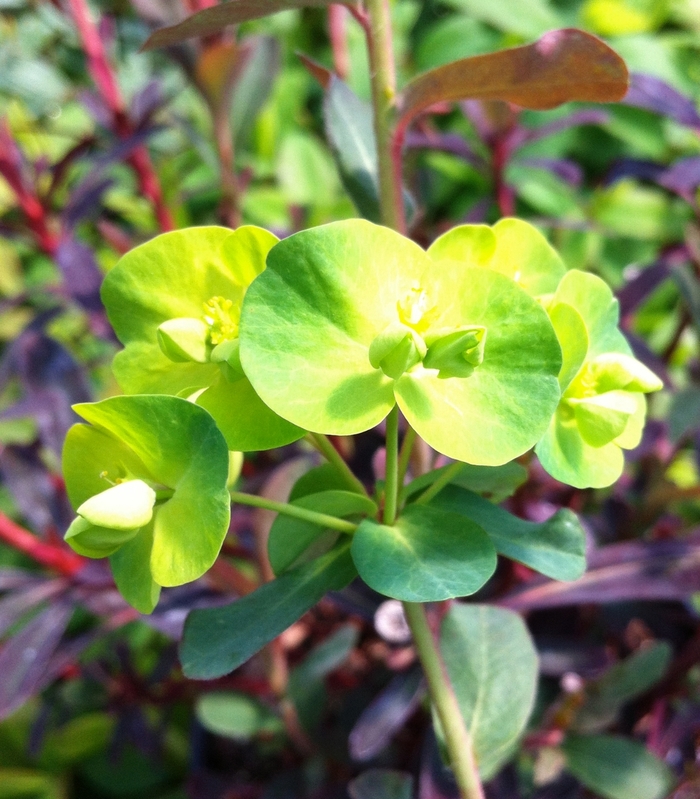 Purple Cushion Spurge - Euphorbia amygdaloides 'Purpurea' from Sloat Gardens