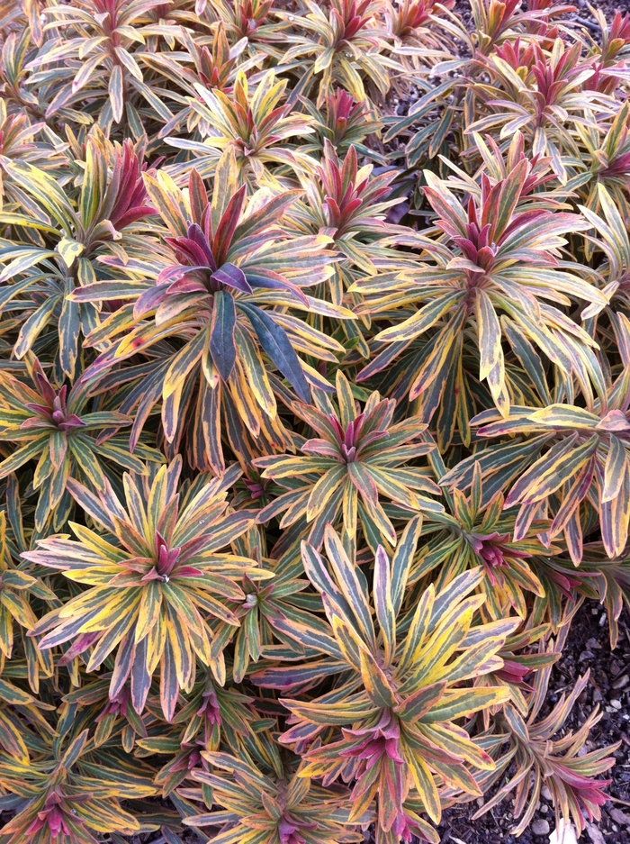 Martin's Spurge - Euphorbia martinii 'Ascot Rainbow' from Sloat Gardens