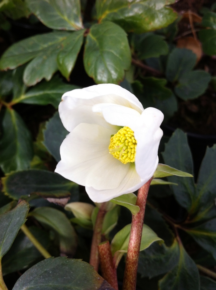 Christmas Rose - Helleborus niger from Sloat Gardens