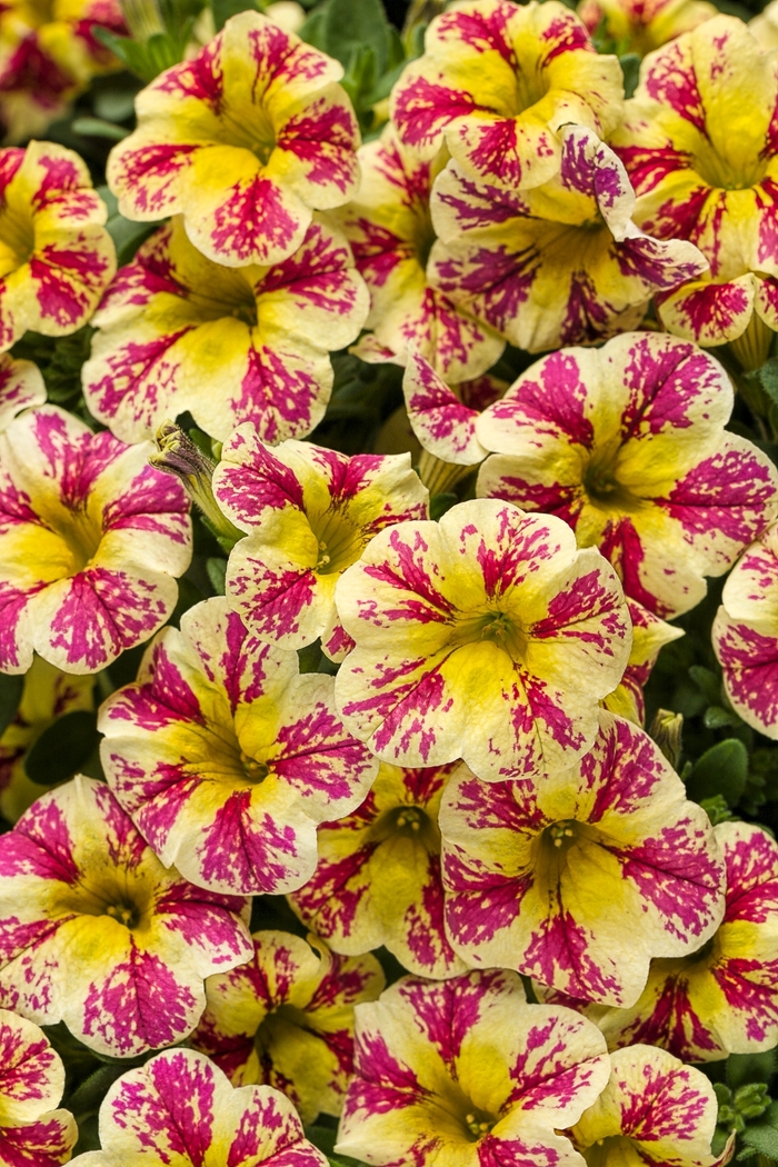 Superbells® Holy Moly!® - Calibrachoa hybrid from Sloat Gardens