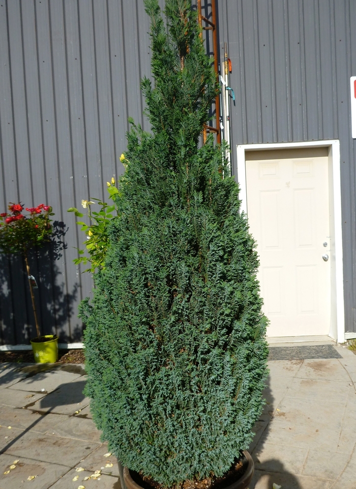 Ellwood's Lawson Falsecypress - Chamaecyparis lawsoniana 'Ellwoodii' from Sloat Gardens