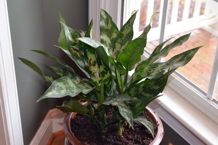 Chinese Evergreen - Aglaonema from Sloat Gardens