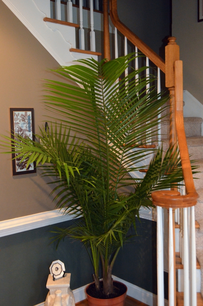 Majesty Palm - Ravenea rivularis from Sloat Gardens