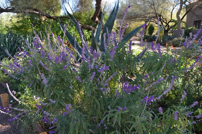 Velvet Sage - Salvia leucantha from Sloat Gardens Velvet Sage - Salvia leucantha from Sloat Gardens