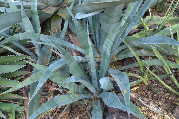 Agave - Agave americana from Sloat Gardens