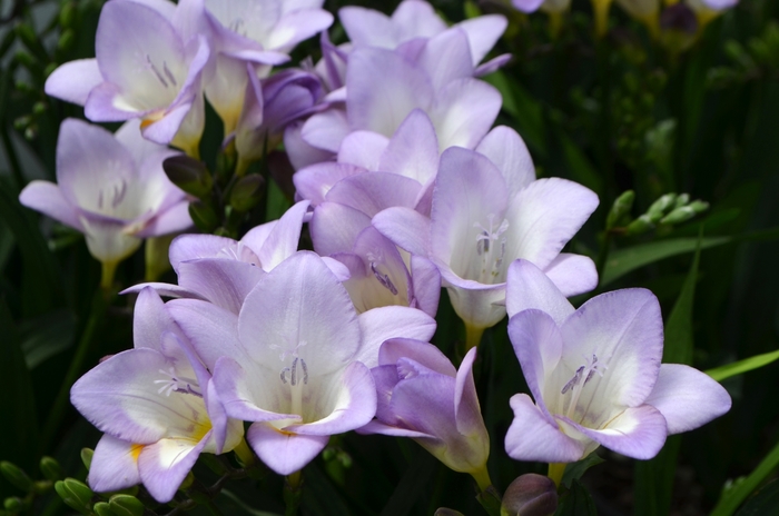 Freesia - Iridaceae from Sloat Gardens