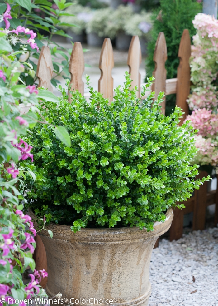 Sprinter® - Buxus microphylla from Sloat Gardens