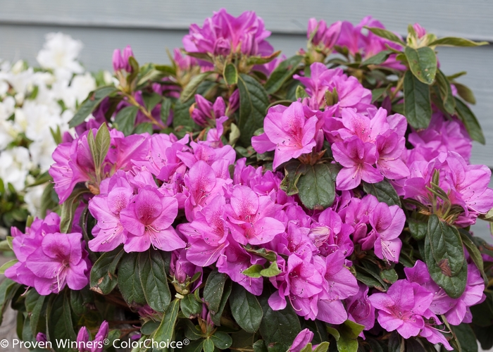 Bloom-A-Thon® Lavender - Rhododendron x from Sloat Gardens