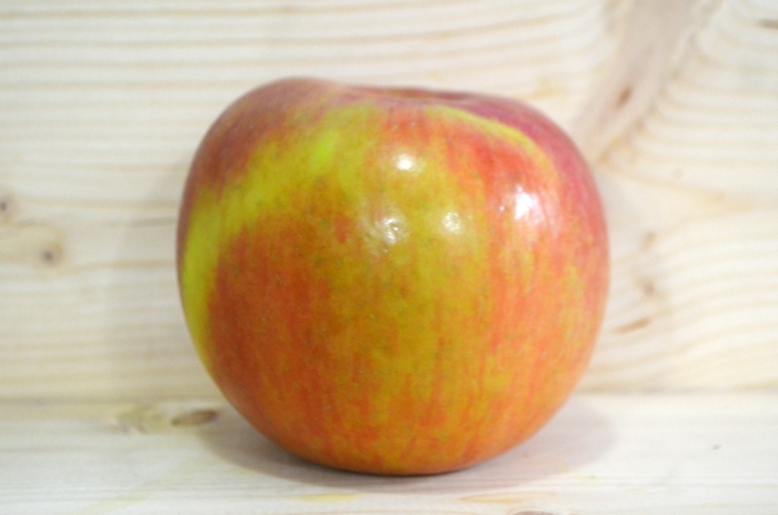 'Fuji ' - Malus domestica from Sloat Gardens