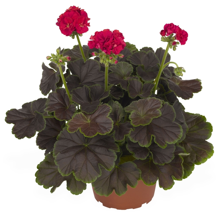 Geranium - Pelargonium hortorum 'Brocade Cherry Night' from Sloat Gardens