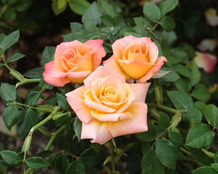 Cutie Pie Patio Rose - Rosa 'Cutie Pie' from Sloat Gardens