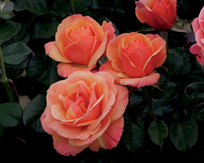 'Anna's Promise;' Hybrid Tea Rose - Rosa from Sloat Gardens