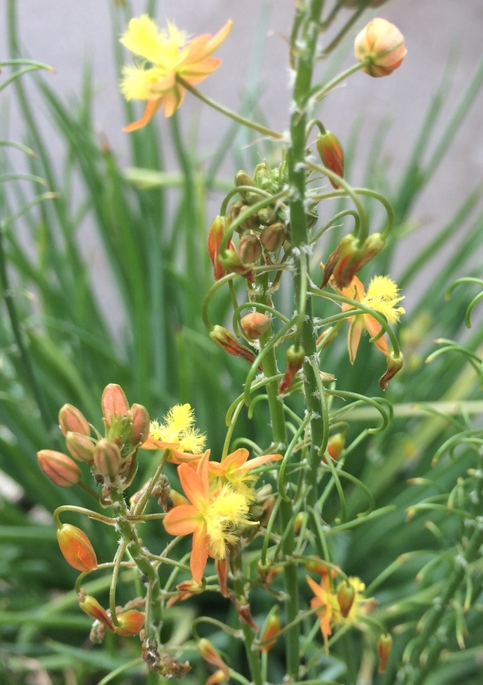 Bulbine - Bulbine frutescens 'Hallmark' from Sloat Gardens