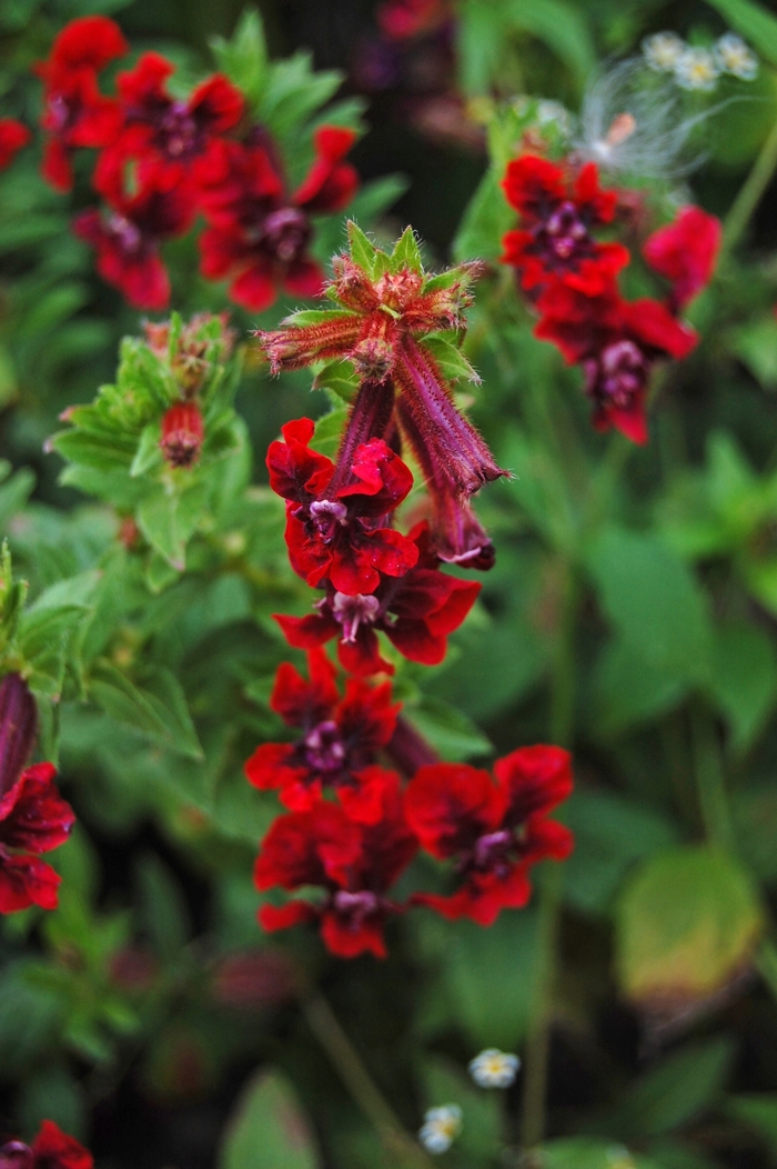 Bat Faced Cuphea - Cuphea 'Flamenco Samba' from Sloat Gardens
