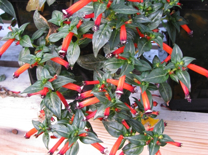 Cigar Plant - Cuphea 'Vermillionaire' from Sloat Gardens