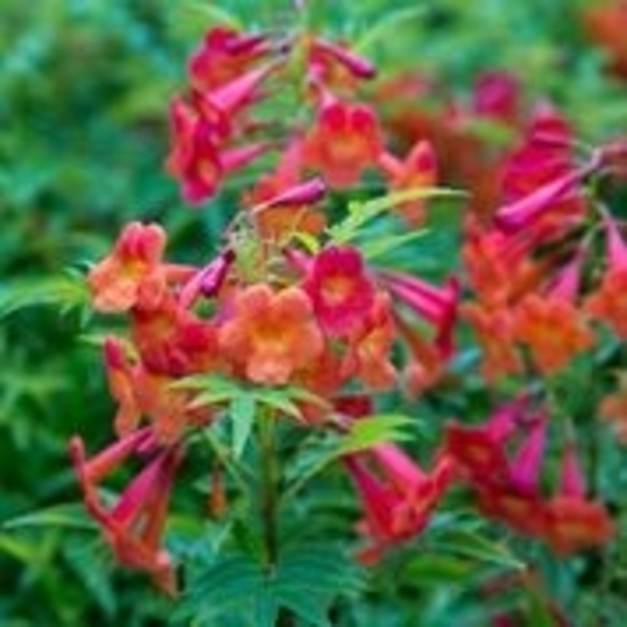 Orange Bells - Tecoma 'Bells of Fire' from Sloat Gardens