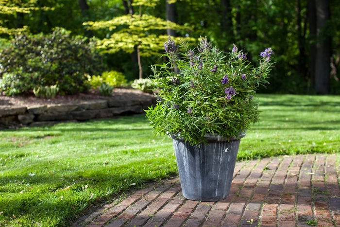 Dwarf Chaste Tree - Vitex agnus castus 'Blue Puffball' from Sloat Gardens