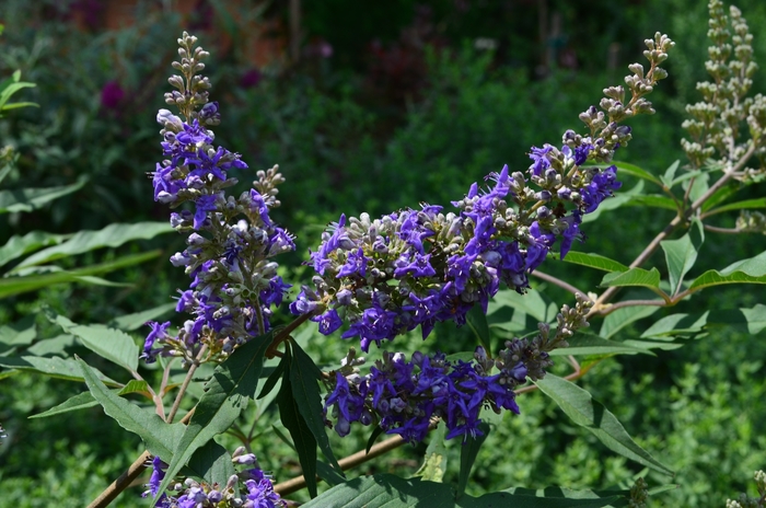 Fragrant Chaste Tree - Vitex agnus castus 'Delta Blues' from Sloat Gardens