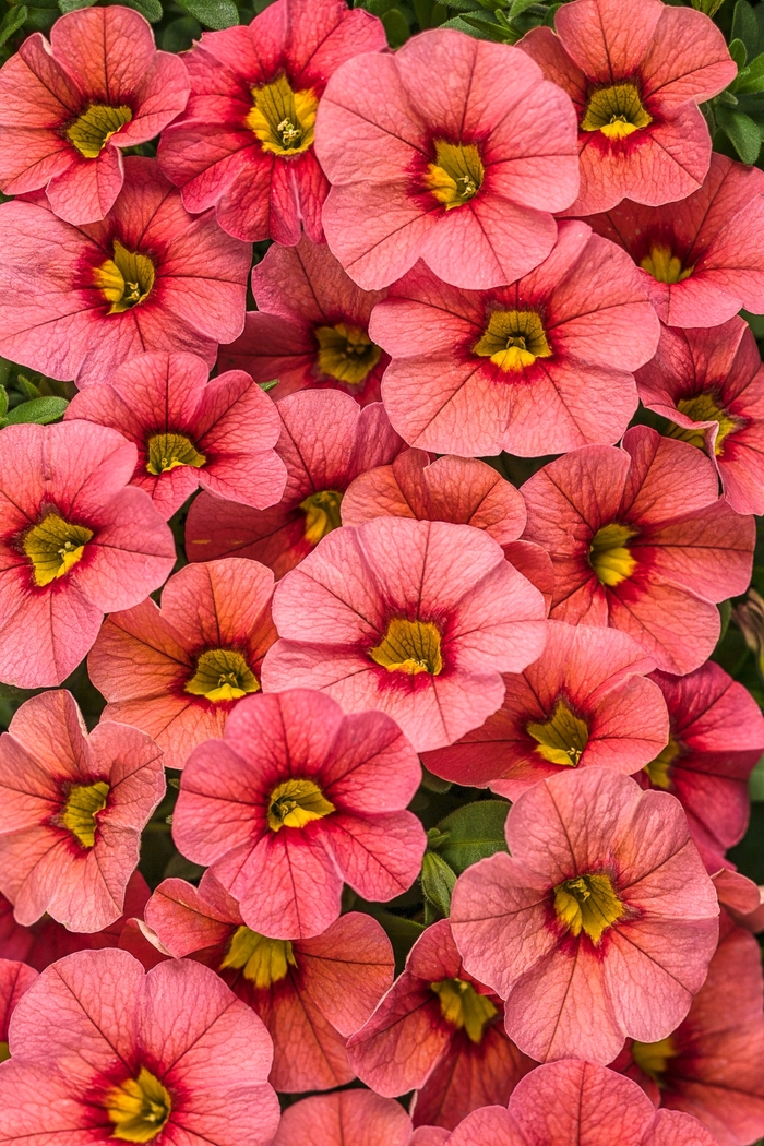 Superbells® Coralina - Calibrachoa hybrid from Sloat Gardens