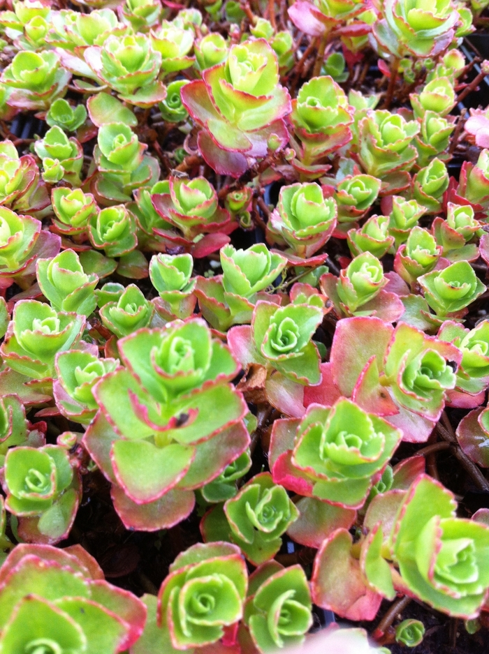 Sedum Dragons Blood - Sedum spurium 'Dragon's Blood' from Sloat Gardens