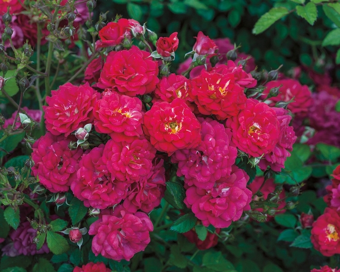 Children's Hope Rose - Rosa polyantha 'Children's Hope' from Sloat Gardens