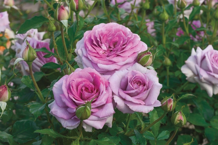 Violet's Pride Rose - Rosa floribunda 'Violet's Pride' from Sloat Gardens